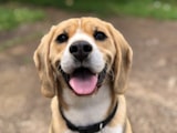 Client's Pet
