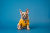 Client's Pet