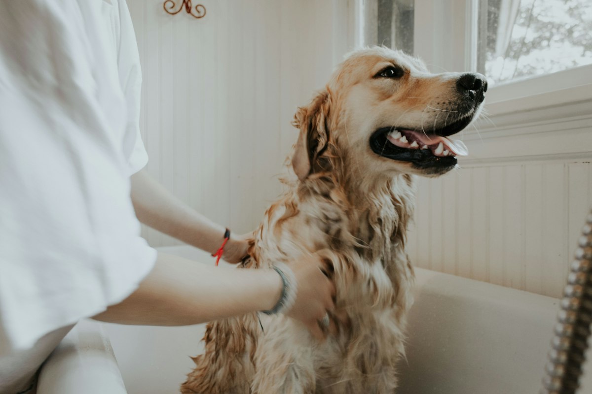 Pet Grooming & Spa