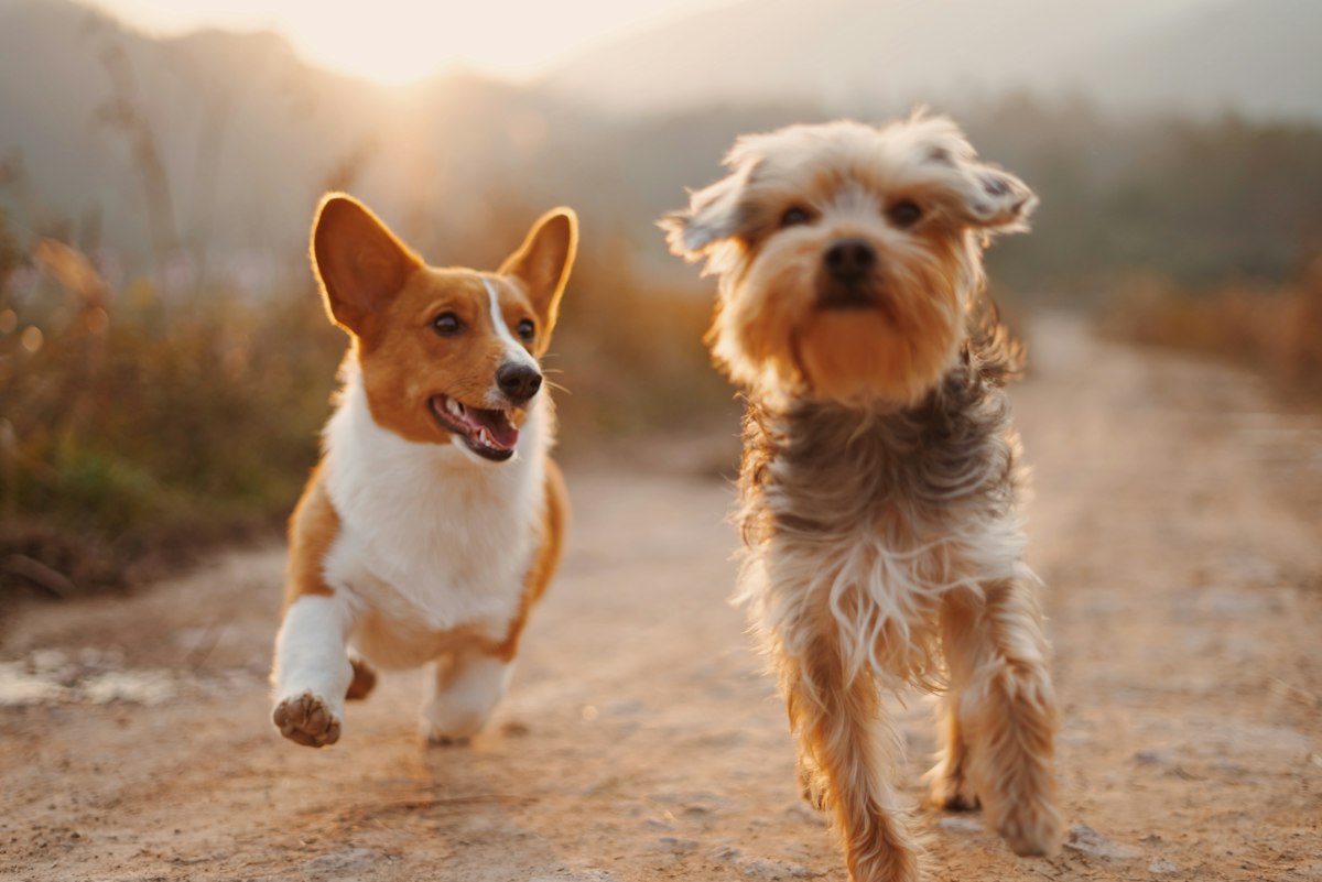 Pet Sitting & Daycare