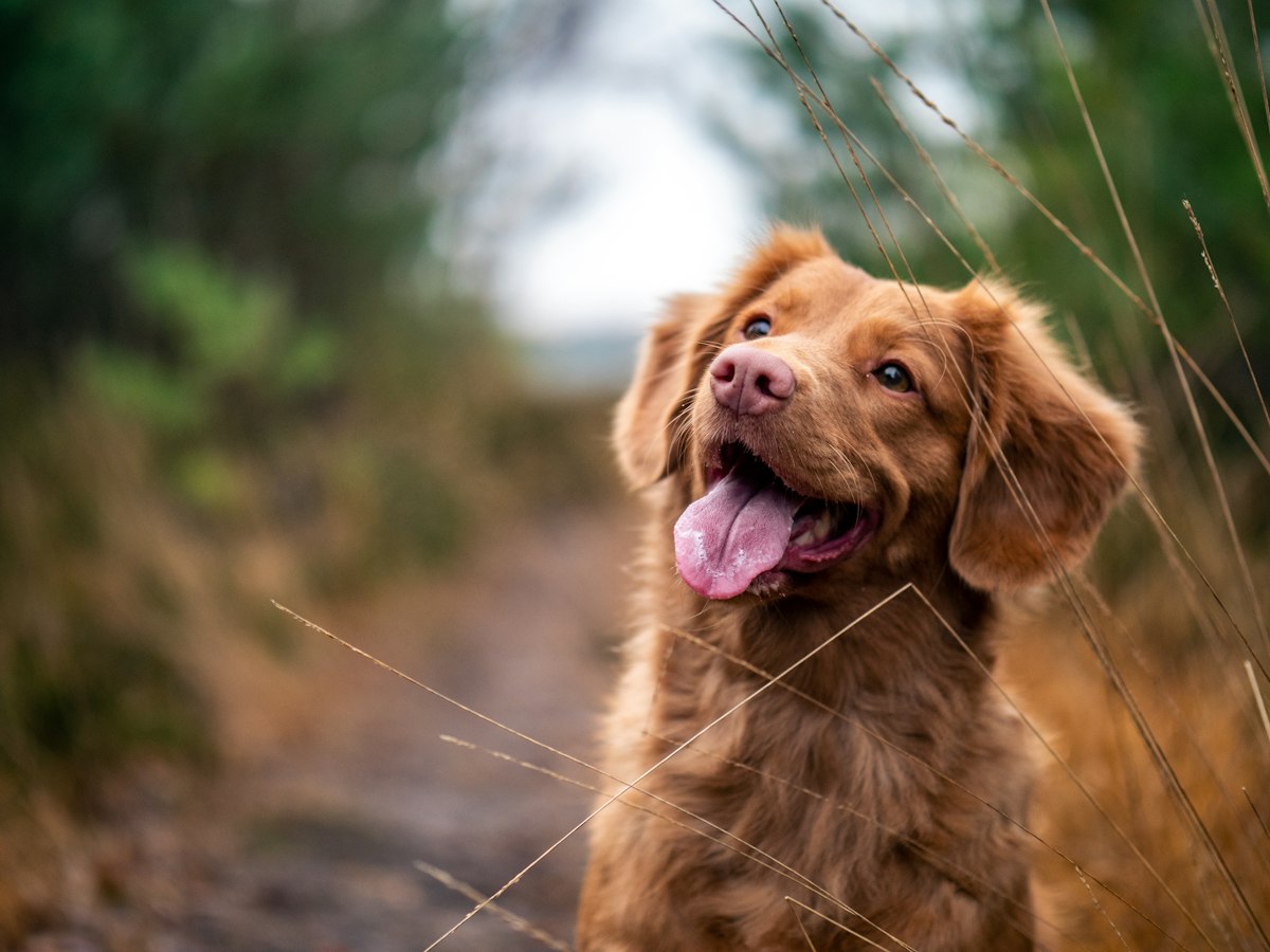 Puppy Socialization