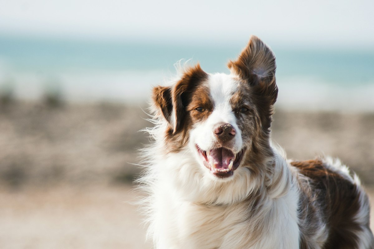 Dog Training & Behavior