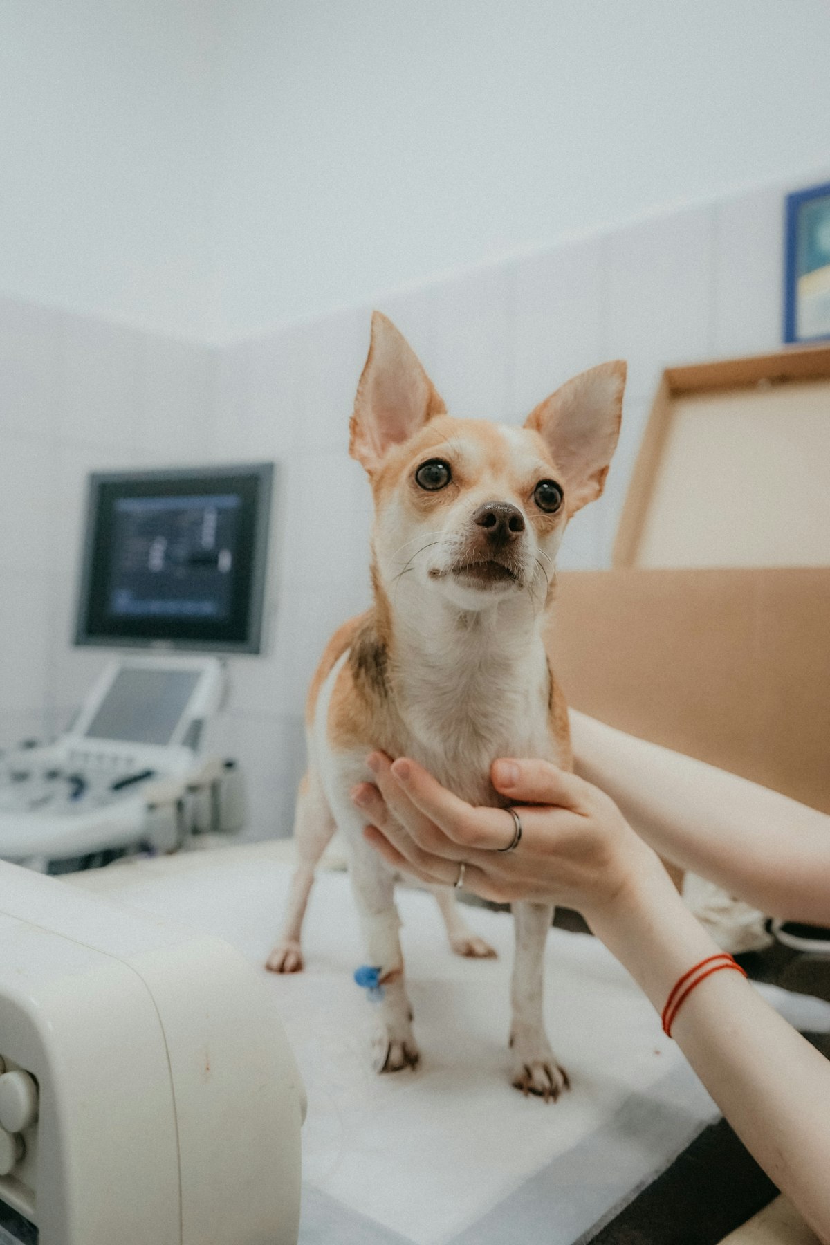 Vaccination Programs