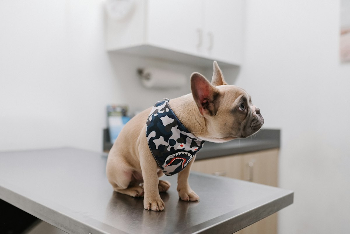 Veterinary Care